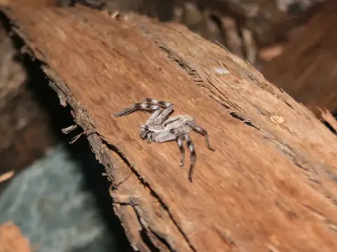 Avondale Spider Image