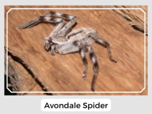 Avondale Spider Image