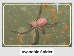 Avondale Spider Picture