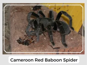 Cameroon Red Baboon Spider