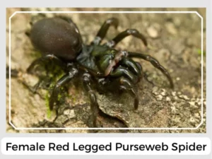 Female Red legged Purseweb Spider