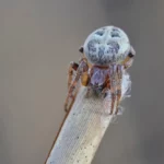 Furrow Spider Size
