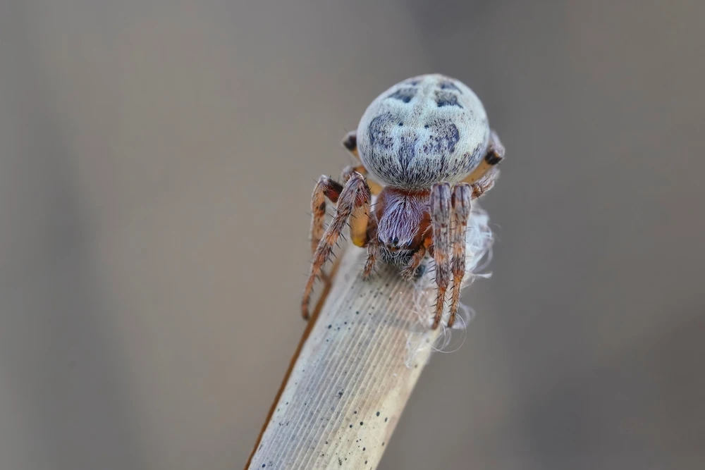 Furrow Spider Size
