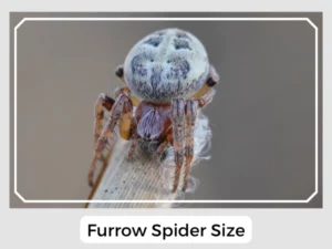 Furrow Spider Size