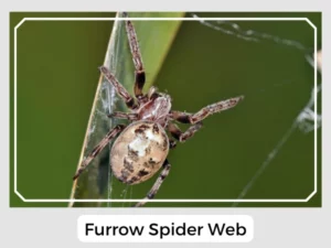 Furrow Spider Web