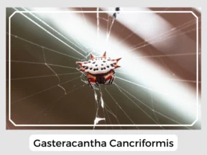 Gasteracantha Cancriformis
