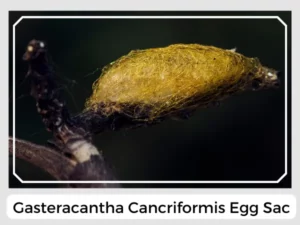 Gasteracantha Cancriformis Egg Sac