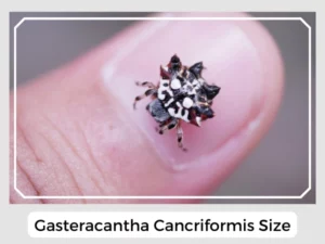 Gasteracantha Cancriformis Size