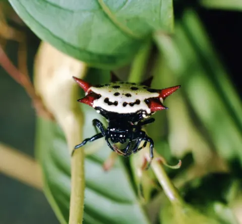 Gasteracantha Cancriformis Spider