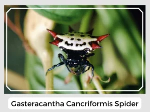 Gasteracantha Cancriformis Spider