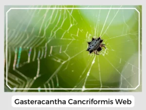 Gasteracantha Cancriformis Web