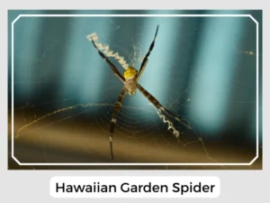 Hawaiian Garden Spider Image