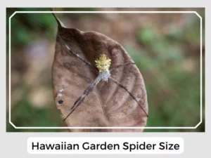Hawaiian Garden Spider Size