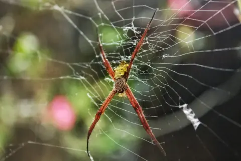 Hawaiian Garden Spider Web