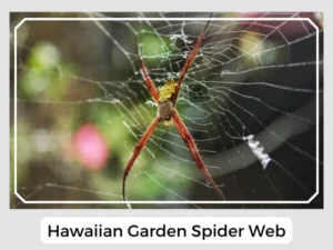 Hawaiian Garden Spider Web