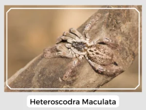 Heteroscodra Maculata Image