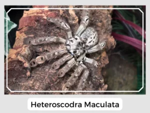 Heteroscodra Maculata Picture