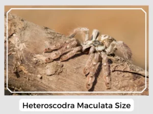 Heteroscodra Maculata Size