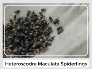 Heteroscodra Maculata Spiderlings