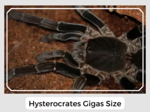Hysterocrates Gigas Size