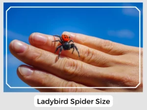 Ladybird Spider Size
