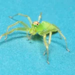Magnolia Green Jumping Spider Picture