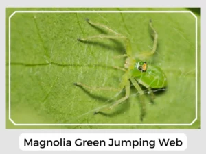 Magnolia Green Jumping Web