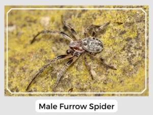 Male Furrow Spider