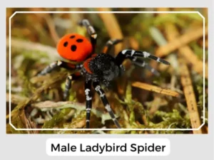 Male Ladybird Spider