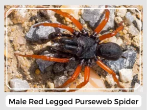 Male Red legged Purseweb Spider