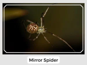 Mirror Spider Image