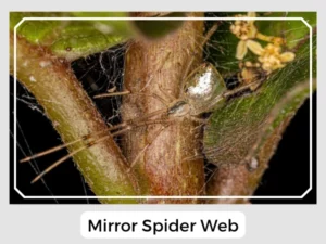 Mirror Spider Web