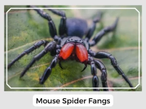 Mouse Spider Fangs