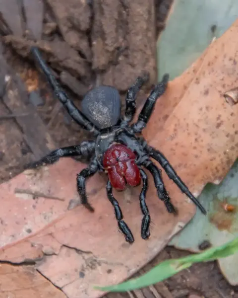 Mouse Spider Picture