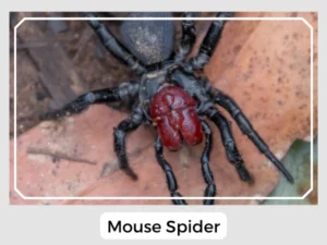 Mouse Spider Picture