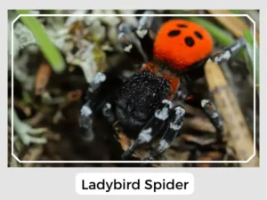 Picture of Ladybird Spider
