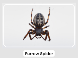 Picture of a Furrow Spider