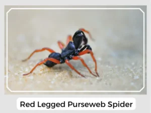 Red Legged Purseweb Spider
