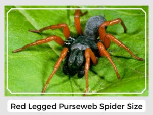 Red Legged Purseweb Spider Size