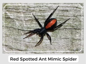 Red Spotted Ant Mimic Spider Size