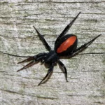 Red Spotted Ant Mimic Spider Size