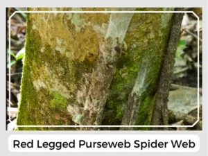 Red legged Purseweb Spider Web