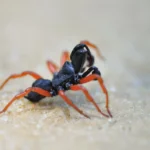 Red-legged Purseweb Spider