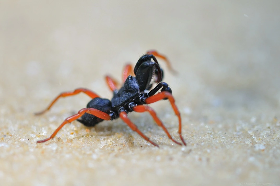 Red-legged Purseweb Spider