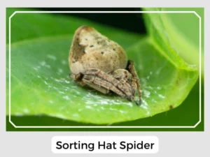 Sorting Hat Spider
