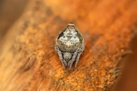 Sorting Hat Spider Size