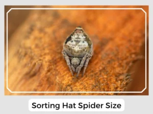Sorting Hat Spider Size