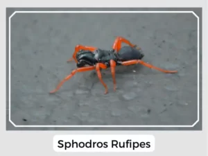 Sphodros rufipes Picture