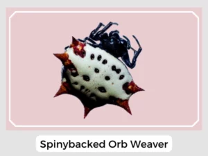Spinybacked Orb Weaver