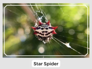 Star Spider